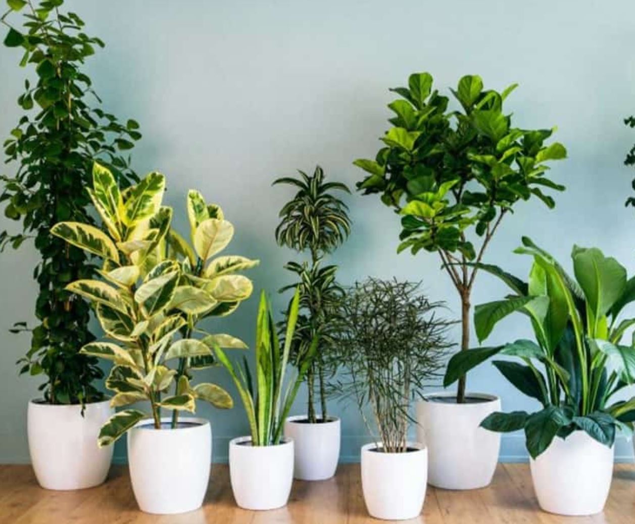 Lưu ý khi lựa chọn cây hợp với mệnh Hỏa